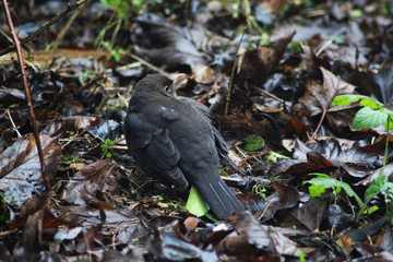 blackbird (Turdus merula)	