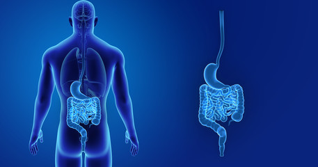 Stomach and intestine zoom with organs posterior view