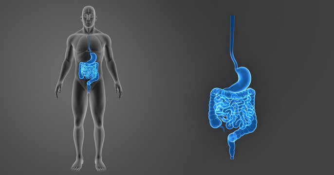 Stomach and intestine zoom with organs anterior view