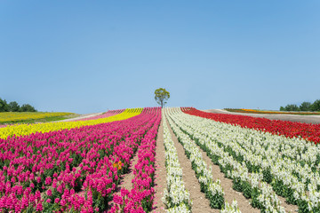Blossoming flower fields at Hokkaido, Japan