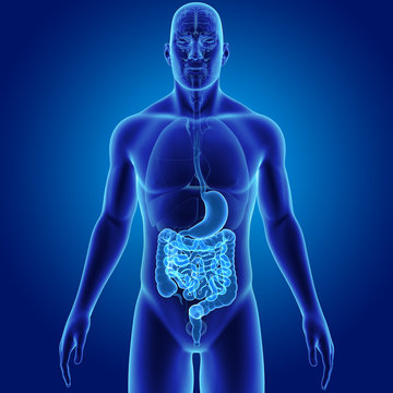 Stomach and intestine with organs anterior view