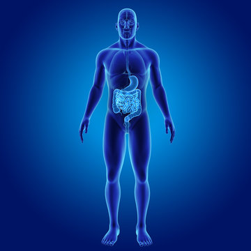 Stomach and intestine with organs anterior view