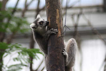 The ring-tailed lemur (Lemur catta)	