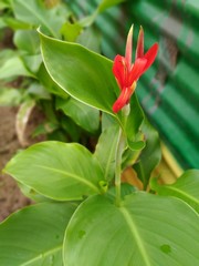 Beautiful Red Flower Plant in Garden
