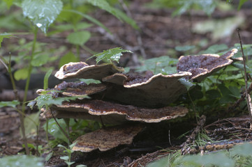 Ganoderma applanatum mushroom