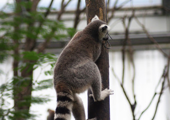 The ring-tailed lemur (Lemur catta)	