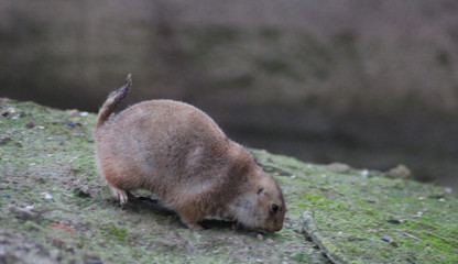 prairie dog	