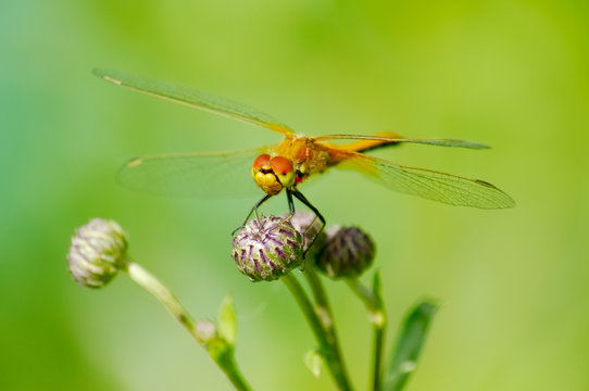 Summer dragonfly on flower bud
