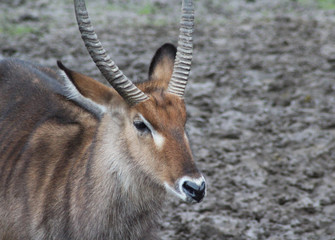 The waterbuck (Kobus ellipsiprymnus)