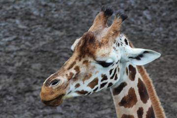 The northern giraffe (Giraffa camelopardalis)