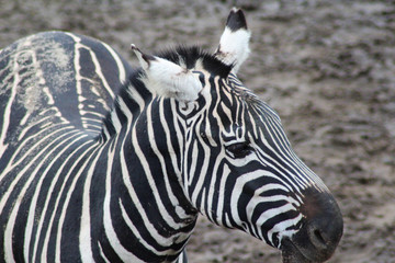 Fototapeta na wymiar The Grant's zebra (Equus quagga boehmi)
