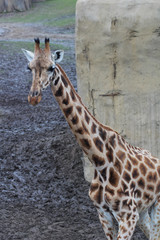 Obraz premium The northern giraffe (Giraffa camelopardalis)