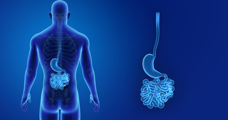 Stomach and small intestine zoom with skeleton posterior view