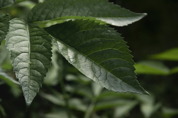 The leaf close up. Abstract background.