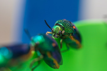 Insect