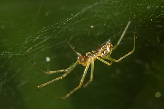 Small spider, a Linyphia species, in a web against a green background
