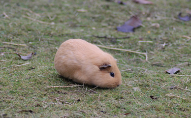 The domestic guinea pig (Cavia porcellus)