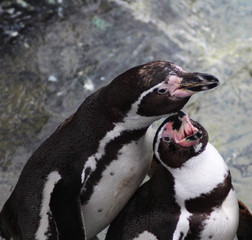 Group Humboldt penguin (Spheniscus humboldti)	