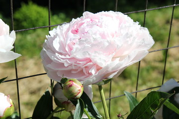 Die wunderschöne Blüte einer Pfingstrose (Paeonia)
