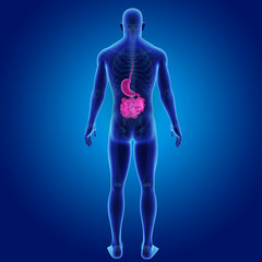 Stomach and small intestine with skeleton posterior view