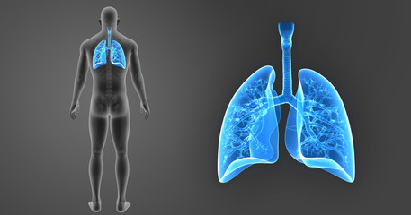 Lungs zoom with skeleton posterior view