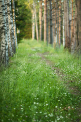 тропинка в берёзовой роще