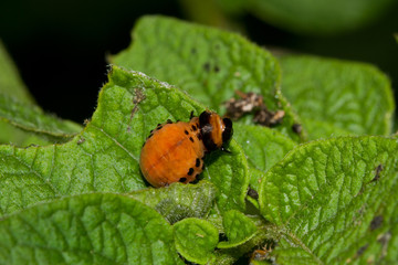 Larvae of the Colorado potato beetle on leaf of potato plant