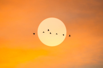 silhouette flying duck with sun and beautiful sunset sky background
