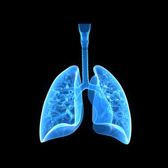 Lungs anterior view