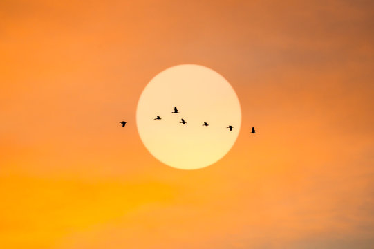 Fototapeta silhouette flying duck with sun and beautiful sunset sky background