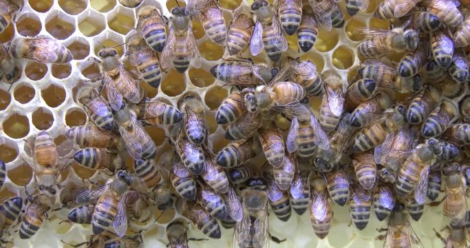Sciame di api lavora su favo con miele polline cera e nettare