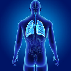Lungs with organs posterior view