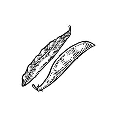 Peas pods. Vector black vintage engraving