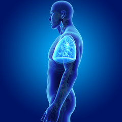 Lungs with skeleton lateral view
