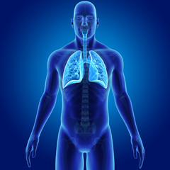 Lungs with skeleton anterior view