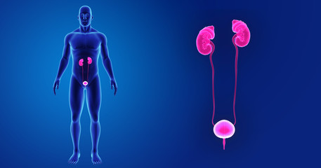 Urinary system zoom with body anterior view