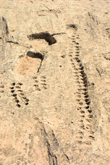 Ancient dot carvings at Jebel Jassassiyeh site in Northern Qatar.