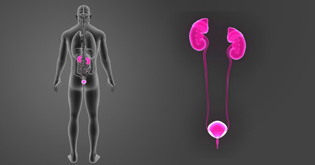 Urinary system zoom with organs posterior view