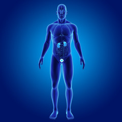 Urinary system with organs anterior view