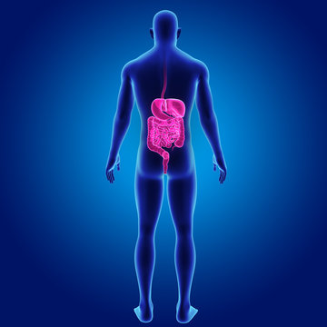 Digestive system with body posterior view