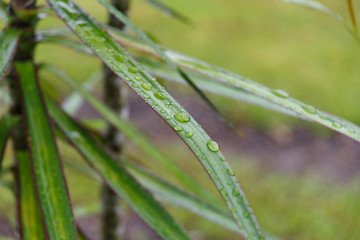 Fototapeta na wymiar Rainwater on grass leaves