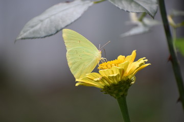 The Yellow Butterfly