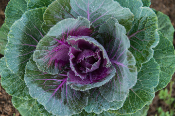 top view of the Brassica Oleracea Ornamental Cabbage