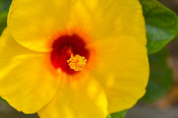 Yellow Hibiscus in the garden.