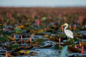 Foto op Plexiglas Intermediate Egret or Plumed Egret in wetlands Thale Noi, one of the country's largest wetlands covering Phatthalung, Nakhon Si Thammarat and Songkhla ,South of THAILAND. © joesayhello