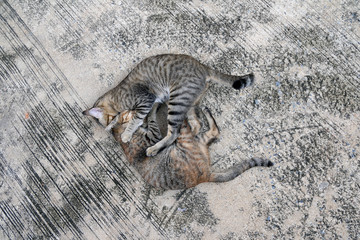 Couple cat hug with love, on the gray mortar floor. Striped cat is three color on body, gray black and white color.