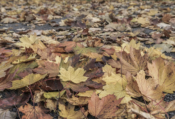 dried autumn leaves as a background