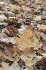 dried autumn leaves as a background