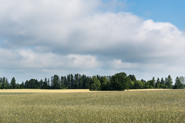 Fototapeta premium Sunlight on grain field.