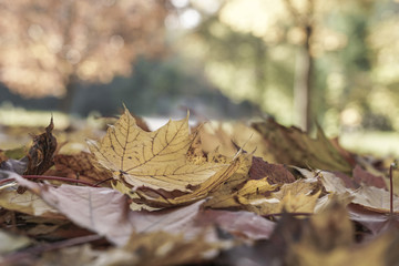 dried autumn leaves